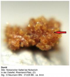 Dorrit - Stbr. Nickenicher Sattel bei Nickenich, Osteifel, Rheinland-Pfalz, (D) - Slg. D.Neumann BNr. 01228.JPG